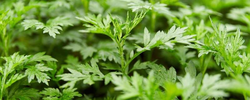 艾草和蒿草的区别是什么（艾草和蒿草有什么区别）