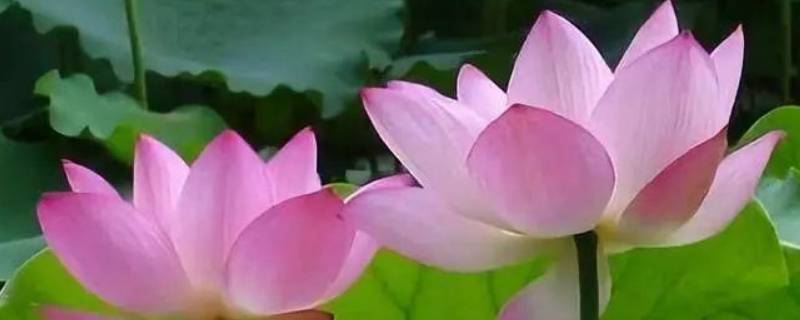 莲花的品质（爱莲说中莲花的品质）