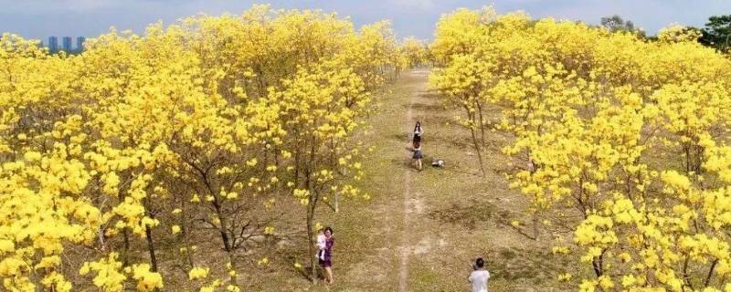 松山湖的黄花风铃木在哪里 松山湖黄花风铃集中在什么位置