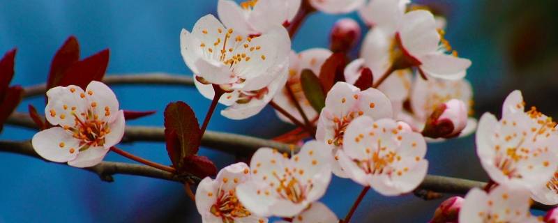 樱花发源地 樱花发源地在哪