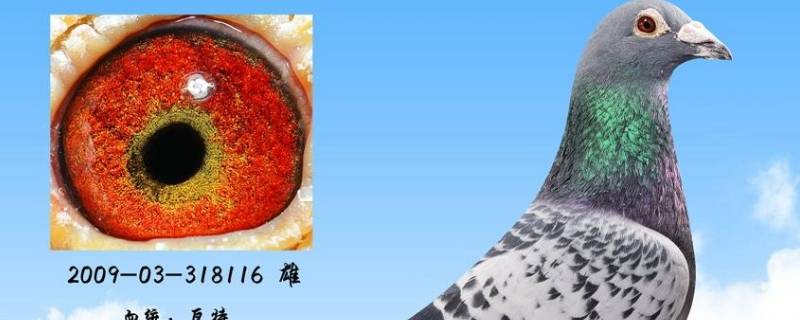 瓦特信鸽特点 瓦特信鸽特点介绍