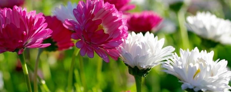 菊花什么特点（菊花 有什么特点）