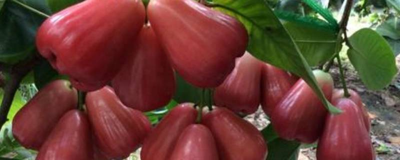 进口水果有哪些 新西兰进口水果有哪些