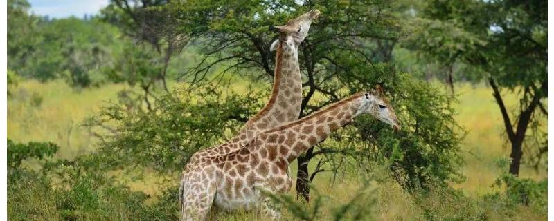 长颈鹿是属于鹿类吗（长颈鹿属于鹿类吗这种说法对不对）