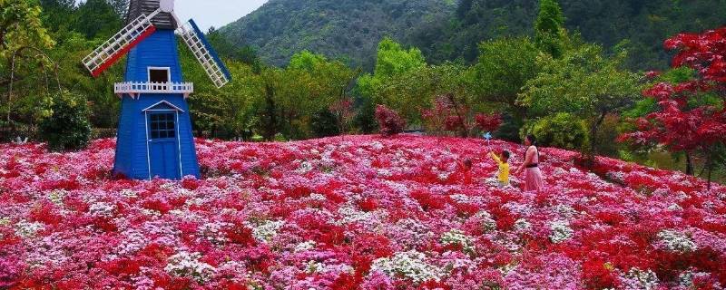 宜宾花海玻璃桥在哪里（宜宾花海玻璃桥在哪里建）