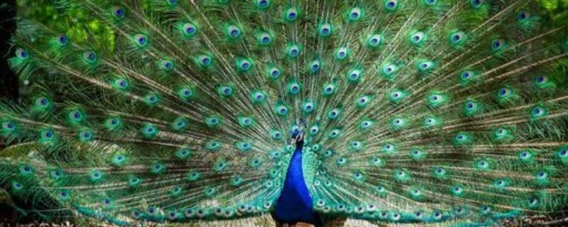 孔雀感冒什么意思（你知道孔雀感冒了是什么样子吗）