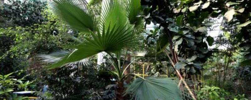 天津热带植物观光园在哪里（天津热带植物观光园位置）
