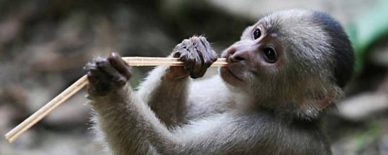 火柴十二生肖什么动物（火柴的生肖）