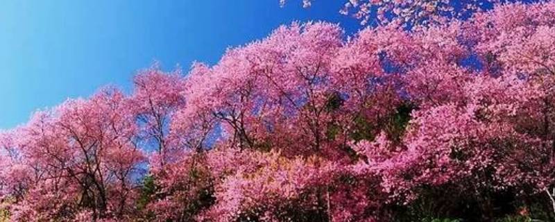 深圳观澜樱花在哪里 深圳观澜樱花节地址