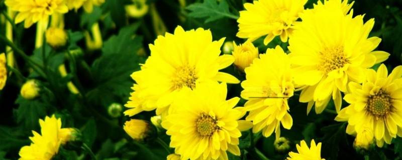 菊花怎么形容它的美（用什么来形容菊花的美）