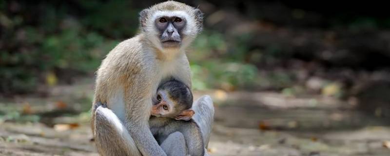 搔头摸耳傻呆呆的动物（搔头摸耳傻呆呆的动物）