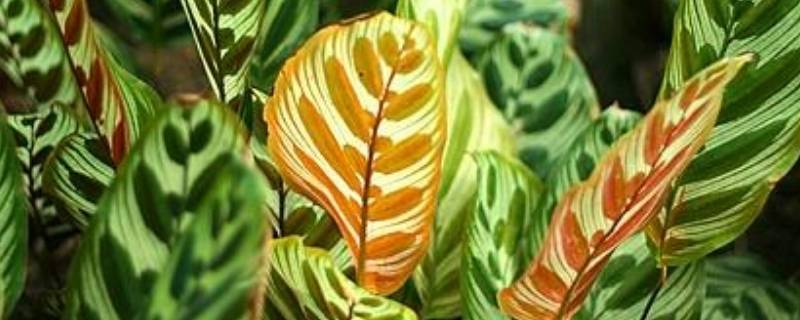 孔雀竹芋的寓意和象征 孔雀竹芋的寓意花语