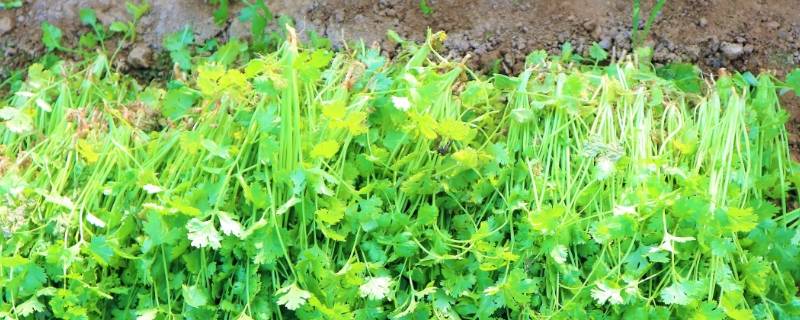 香菜怎么摘 香菜怎么摘,是连根拔还是剪断