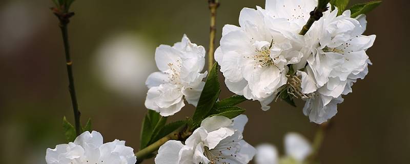 白樱花和梨花的区别 白樱花和梨花的区别是什么