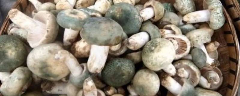 长毛的蘑菇洗干净还能吃吗（蘑菇长毛还能吃了吗）