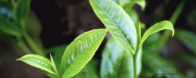 普洱茶的发源地 普洱茶发源地是西双版纳吗