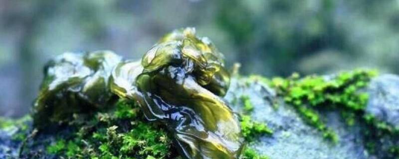 地皮菜怎么保存方法 地皮菜怎样保鲜贮存