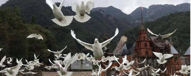 温州野鸽公园在哪里 温州鸽子乐园