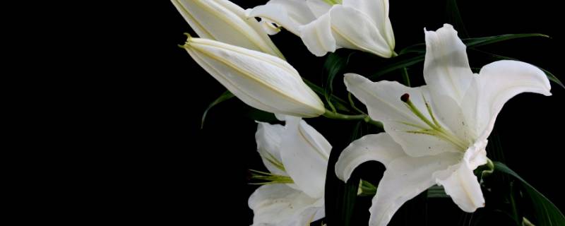 百合花的气味是什么味（百合花的气味是什么味儿）