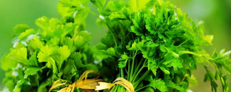香菜长什么样（香菜的样子）