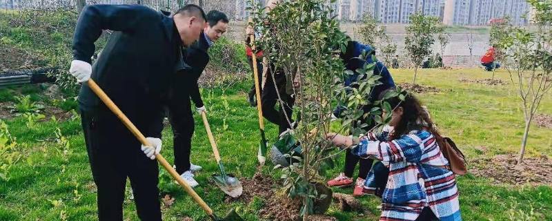 义务植树标语（秋季义务植树标语）