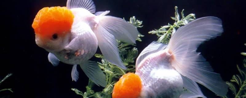 金鱼有哪些器官（金鱼有哪些器官?）