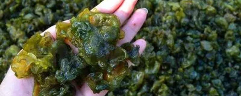 地皮菜怎么洗干净又快 地皮菜怎么洗干净又快又干净