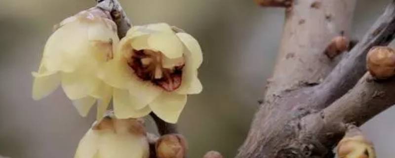 玉渊潭腊梅在什么位置 玉渊潭蜡梅花