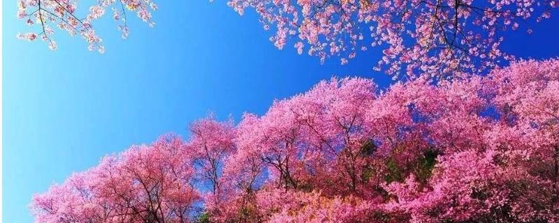 仙游樱花花海在哪里 仙游樱花花海在哪里啊