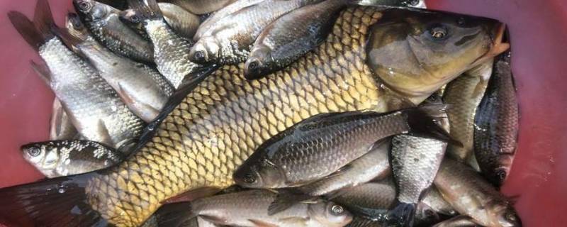 蓝刀鱼和白条鱼区别 蓝刀鱼和白条鱼区别图片