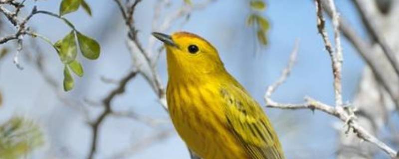 黄莺飞打一动物（莺啼打一动物）