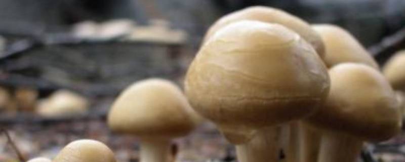蘑菇什么样子是变质了 蘑菇变质是什么样子的