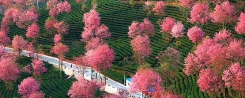 昆明樱花谷风景区在哪里（昆明樱花谷风景区在哪里昆明双桥村到樱花谷怎么走）