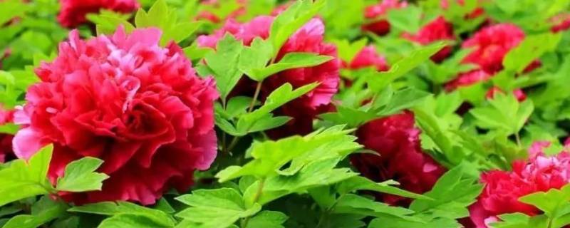 牡丹之都是菏泽还是洛阳 洛阳和菏泽牡丹哪个出名