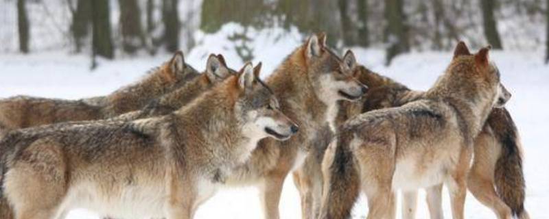 狼生活在哪里（狼生活在哪里?）