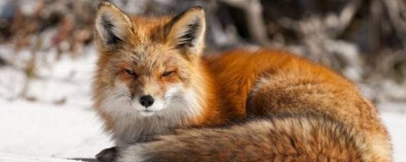 狐狸和狗的区别（狐狸和狗的区别在哪里）
