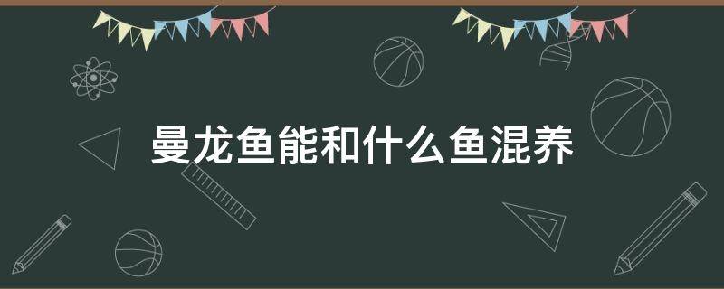 曼龙鱼能和什么鱼混养（曼龙鱼和什么鱼可以混养）