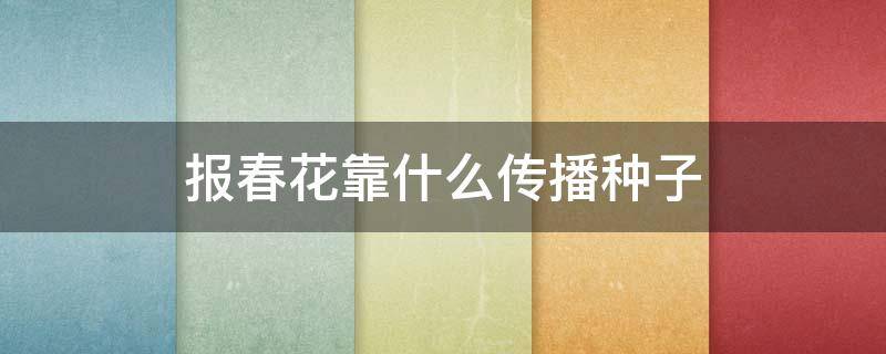 报春花靠什么传播种子（报春花的种子靠什么传播）