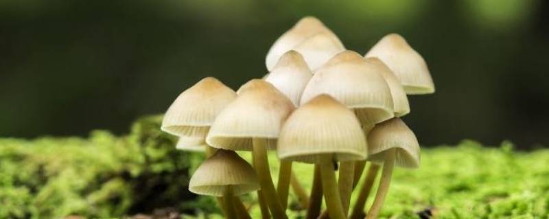 鲜蘑菇的储存方法（鲜蘑菇的储存方法图片）