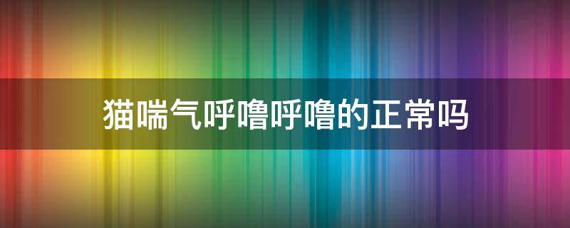 猫喘气呼噜呼噜的正常吗（猫喘气呼噜呼噜的正常吗视频）