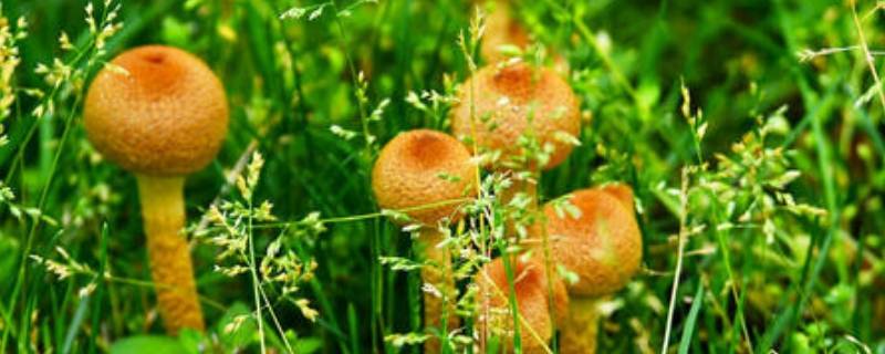 野生干蘑菇怎么洗能洗干净（野生干蘑菇怎么洗才能干净）