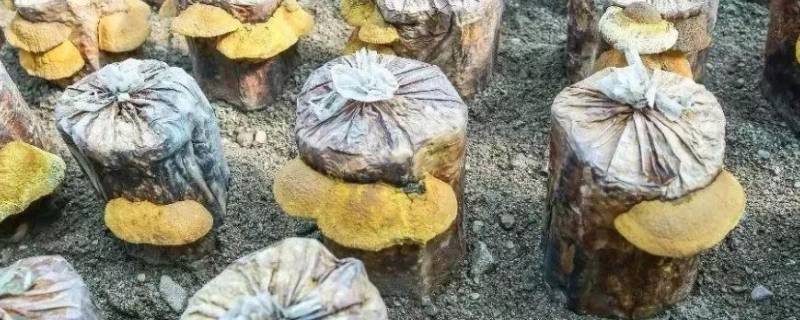 桑黄是怎么形成的（桑黄的百度百科）