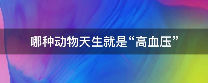 哪种动物天生就是“高血压”（哪种动物天生就是高血压蚂蚁庄园）
