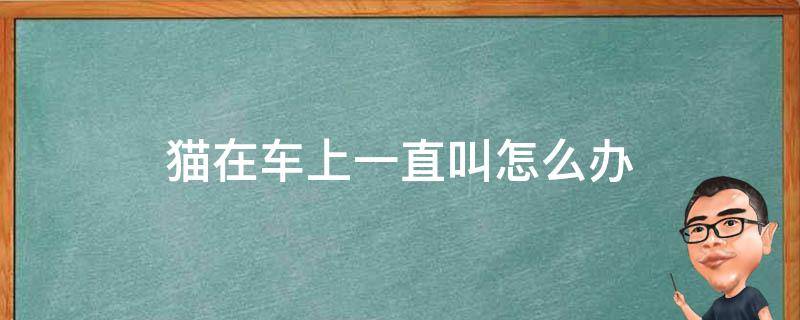 猫在车上一直叫怎么办（猫在车上一直叫怎么办呢）