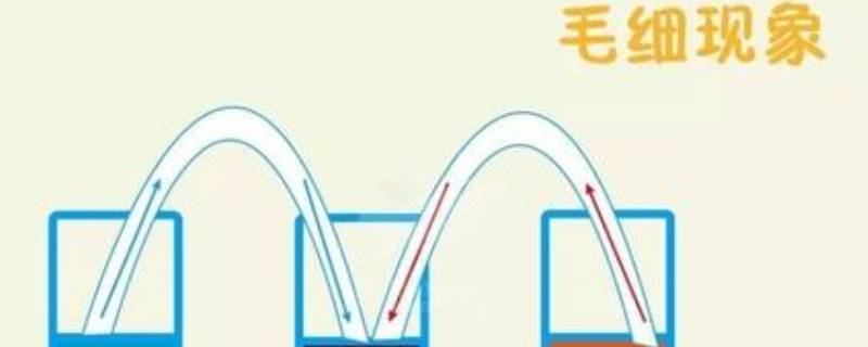生活中的毛细现象有哪些（生活当中的毛细现象有哪些）
