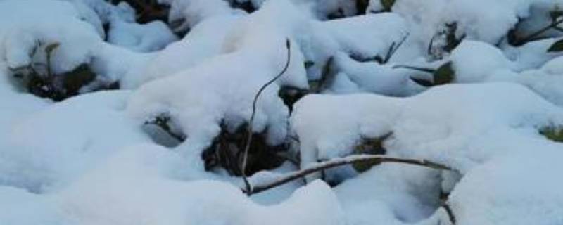 雪被指的是什么 雪被指的是什么生肖