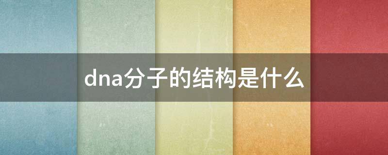 dna分子的结构是什么