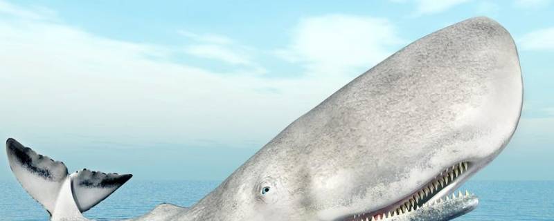 头重脚轻是什么动物（头重脚轻指的什么动物）