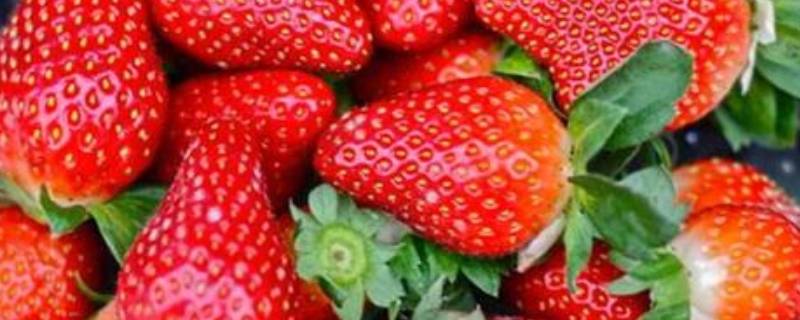 草莓冰箱保鲜可以存几天 草莓冰箱保鲜可以存几天吗