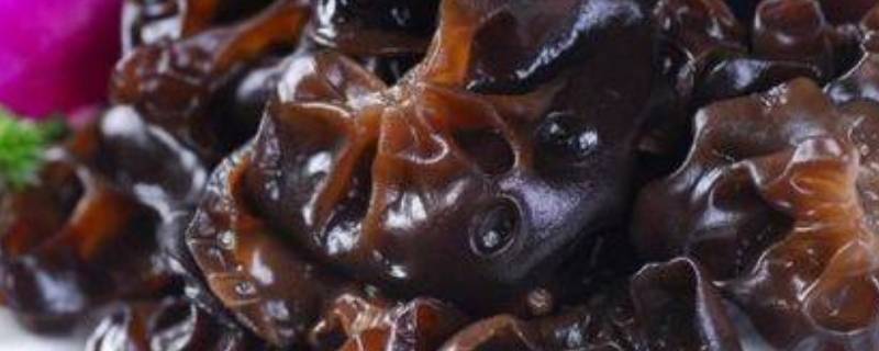 木耳和地皮菜属于微生物吗（地皮菜与木耳的区别）